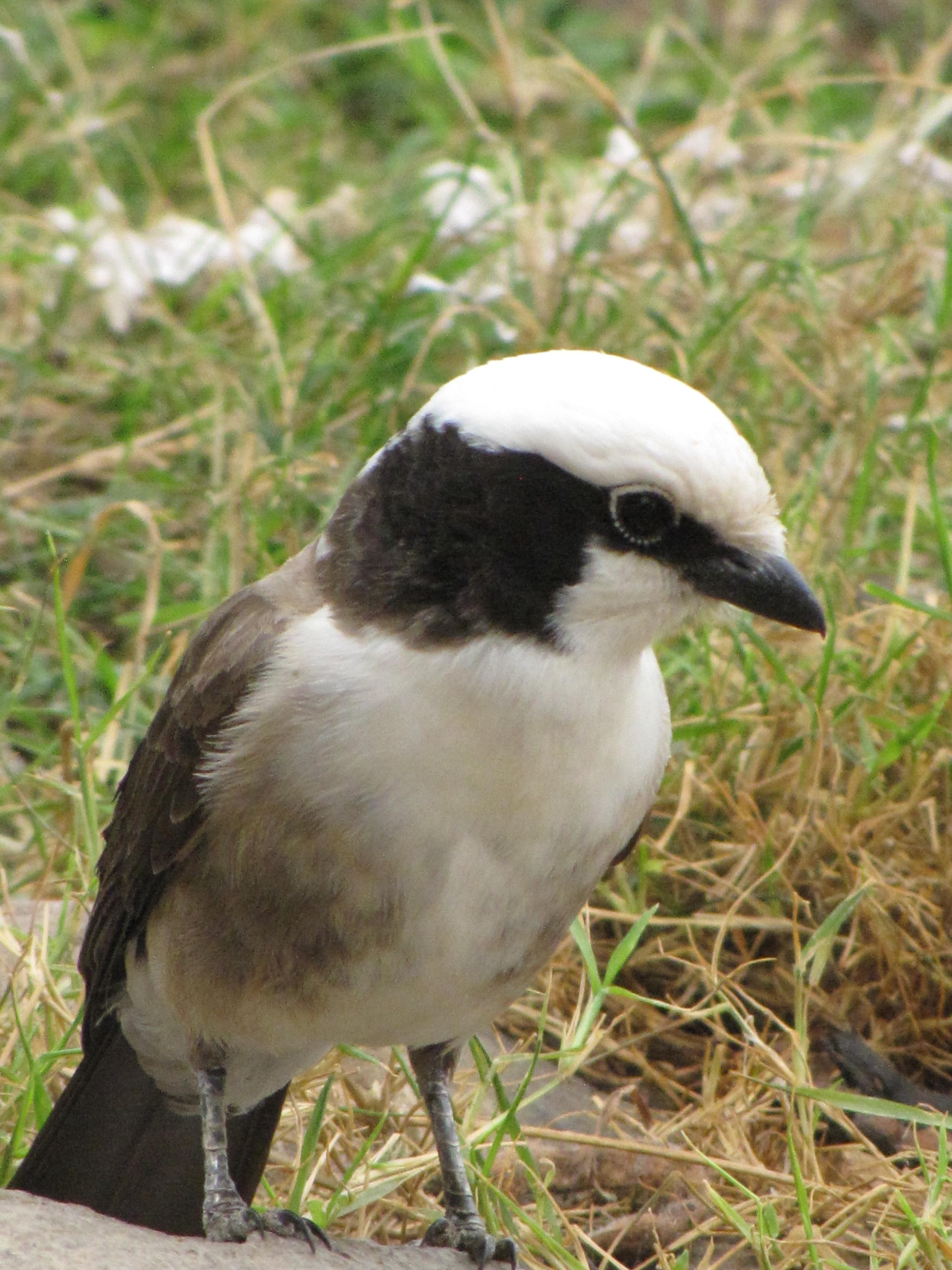 Image of Grey-backed Fiscal