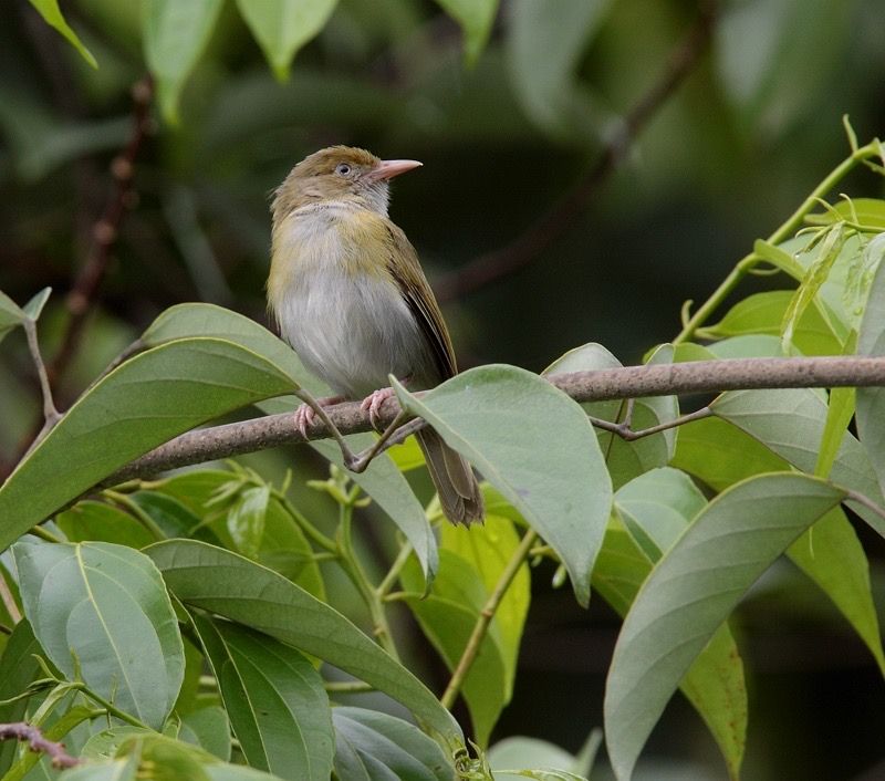 Image of Grey-chested Greenlet