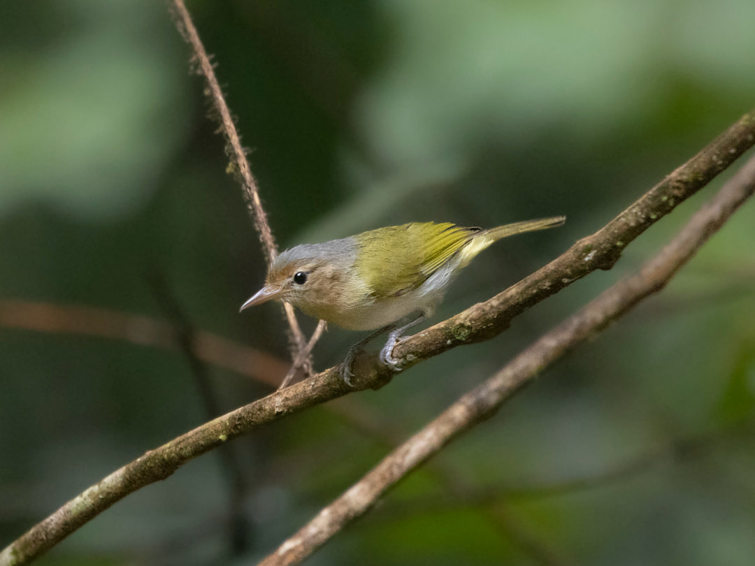 Image of Buff-cheeked Greenlet
