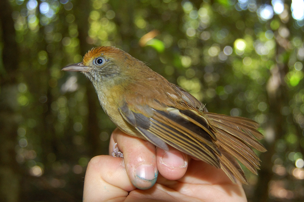Image of Tawny-crowned Greenlet