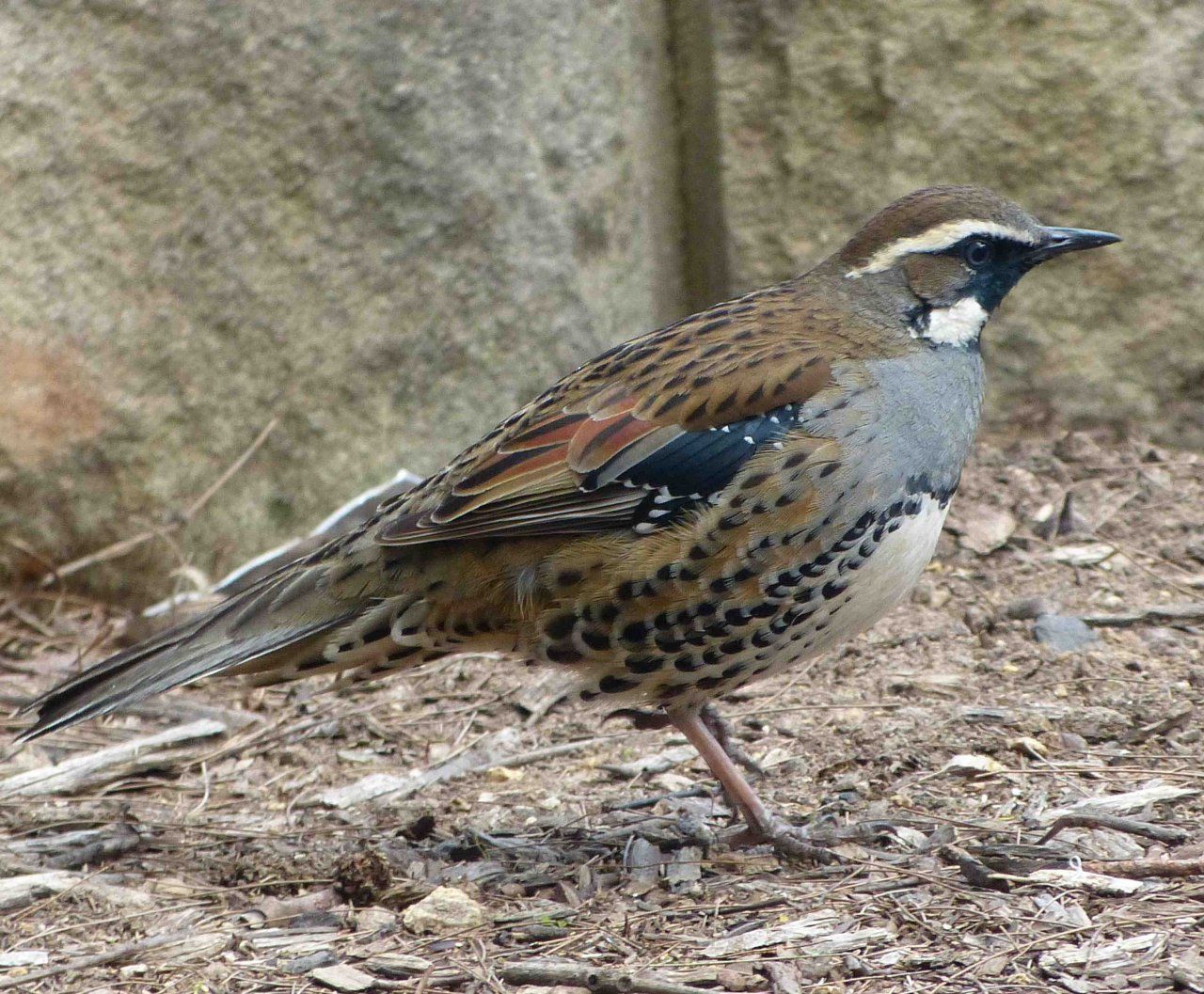 Image of Spotted Quail-thrush