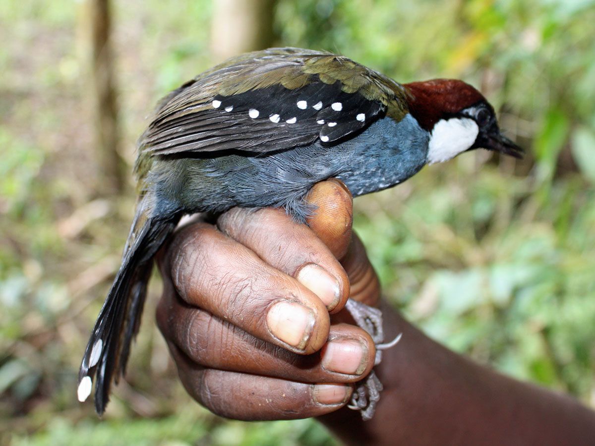 Image of Spotted Jewel-babbler