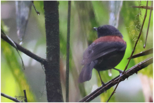 Image of Maroon-backed Whistler