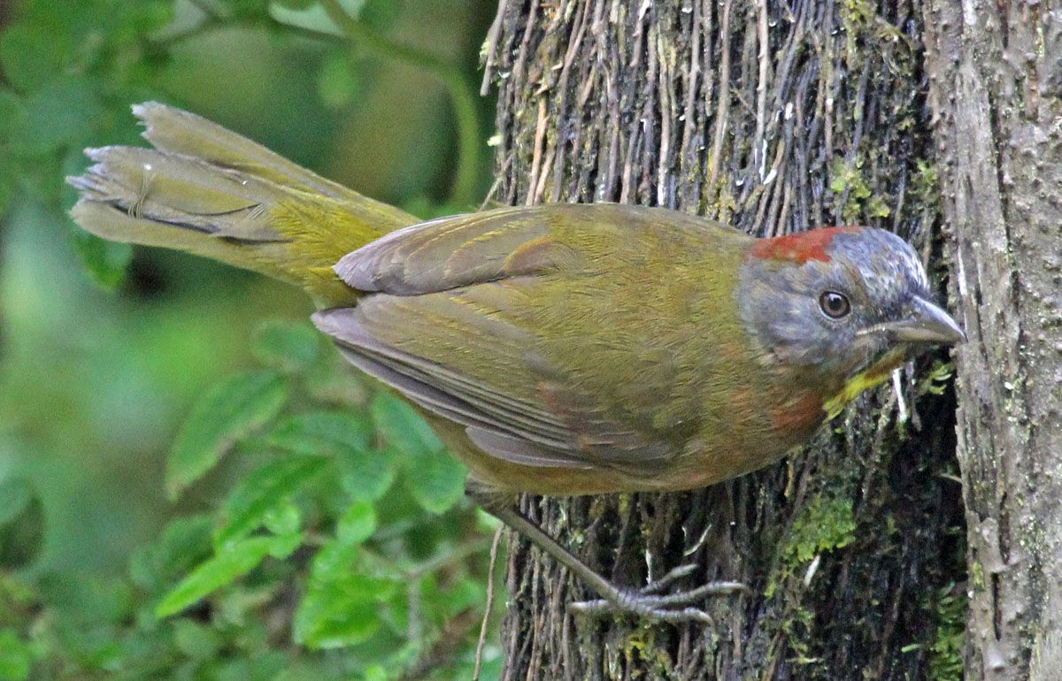 Image of Rufous-naped Bellbird