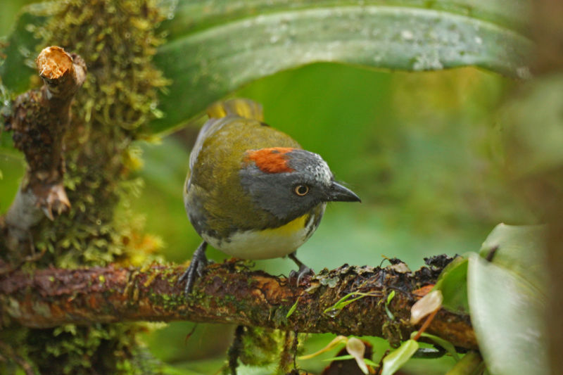 Image of Rufous-naped Bellbird