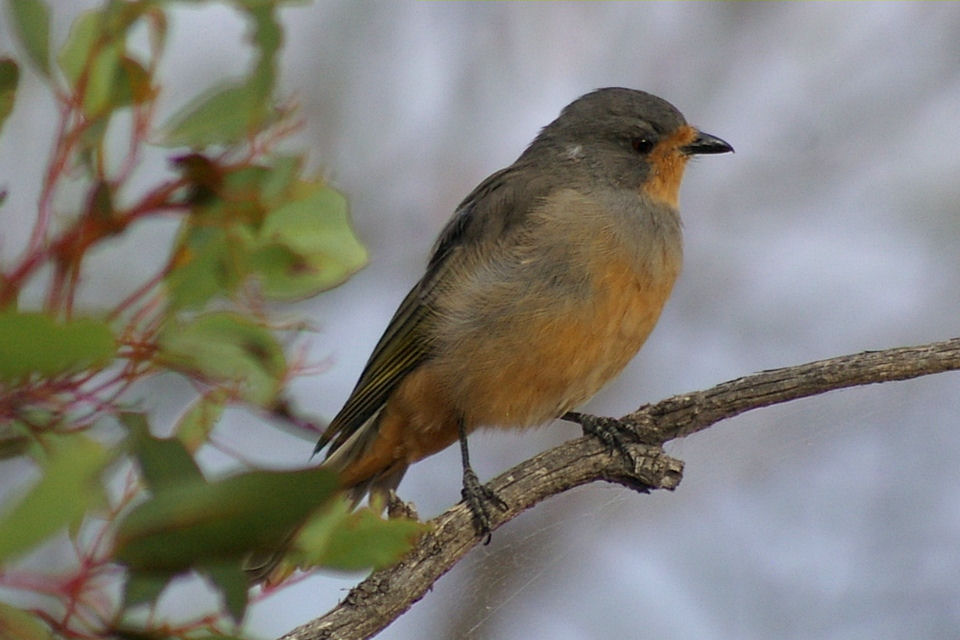 Image of Red-lored Whistler