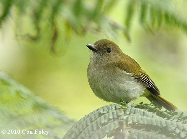 Image of Green-backed Whistler