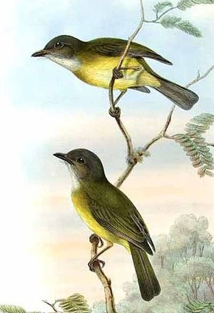 Image of Yellow-bellied Whistler