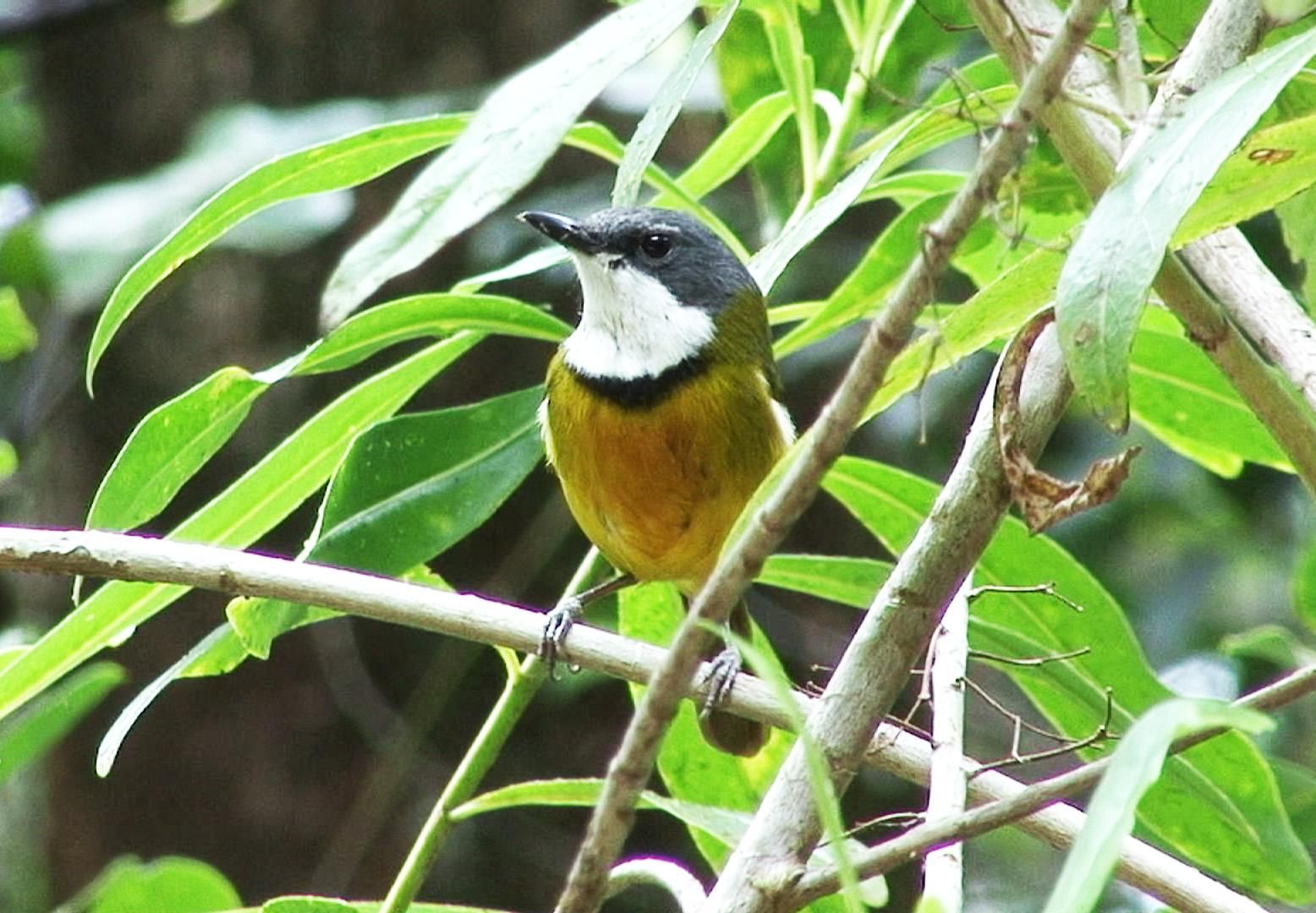 Image of New Caledonian Whistler
