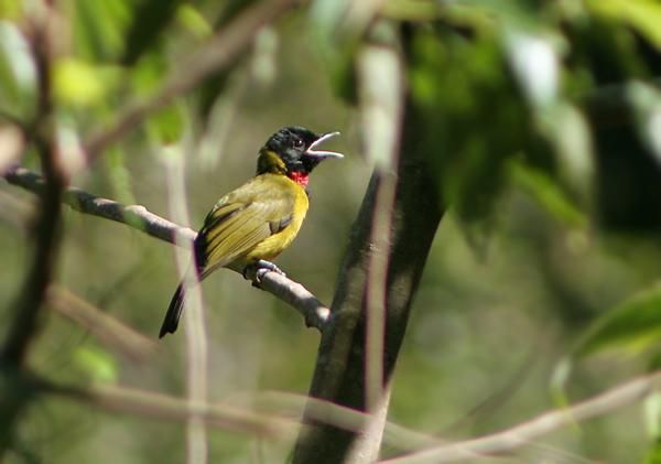 Image of Bare-throated Whistler