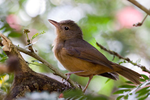 Image of Little Shrike-thrush