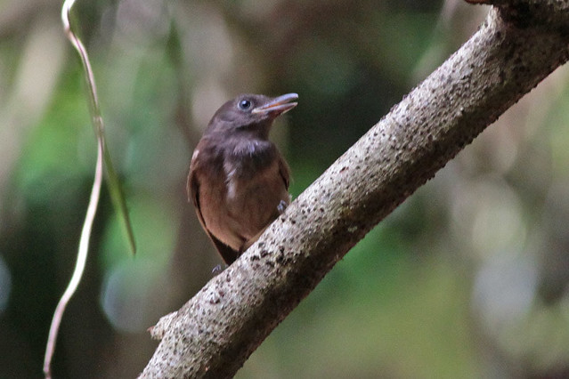 Image of Morningbird