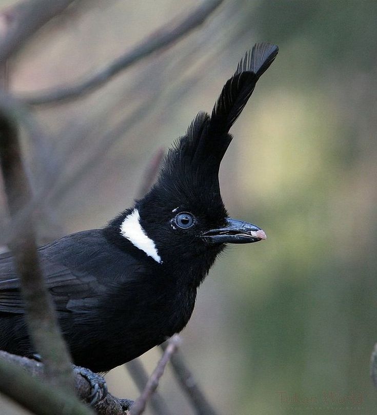 Image of Crested Jay