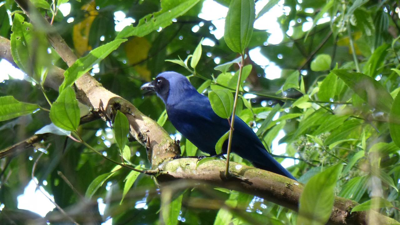 Image of Black-collared Jay