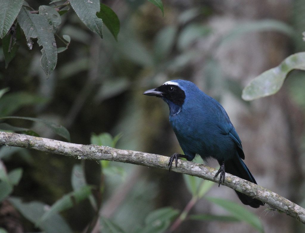 Image of White-collared Jay