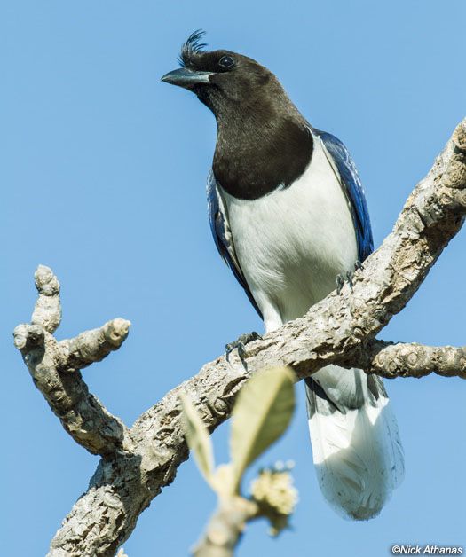 Image of Curl-crested Jay