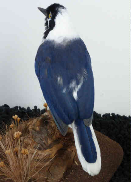 Image of White-tailed Jay