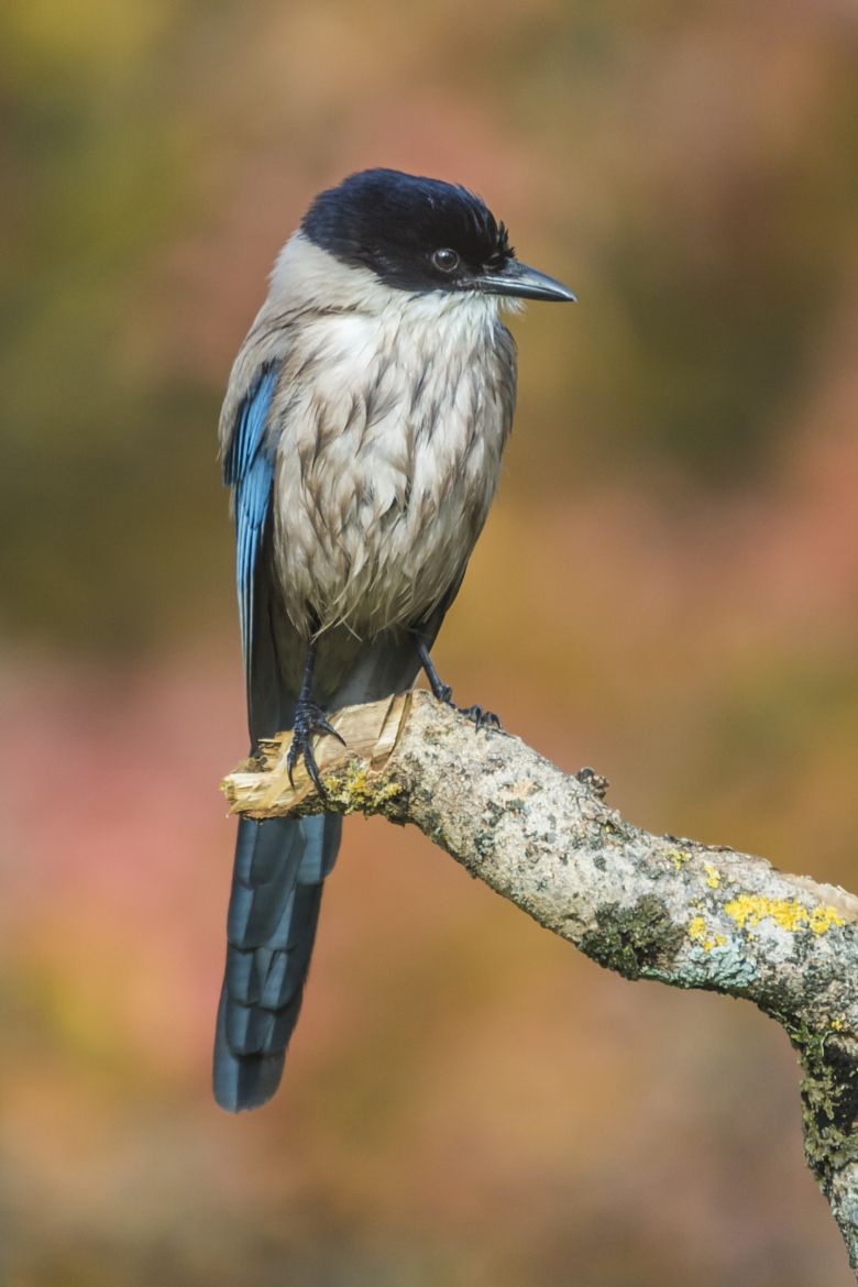 Image of Asian Azure-winged Magpie