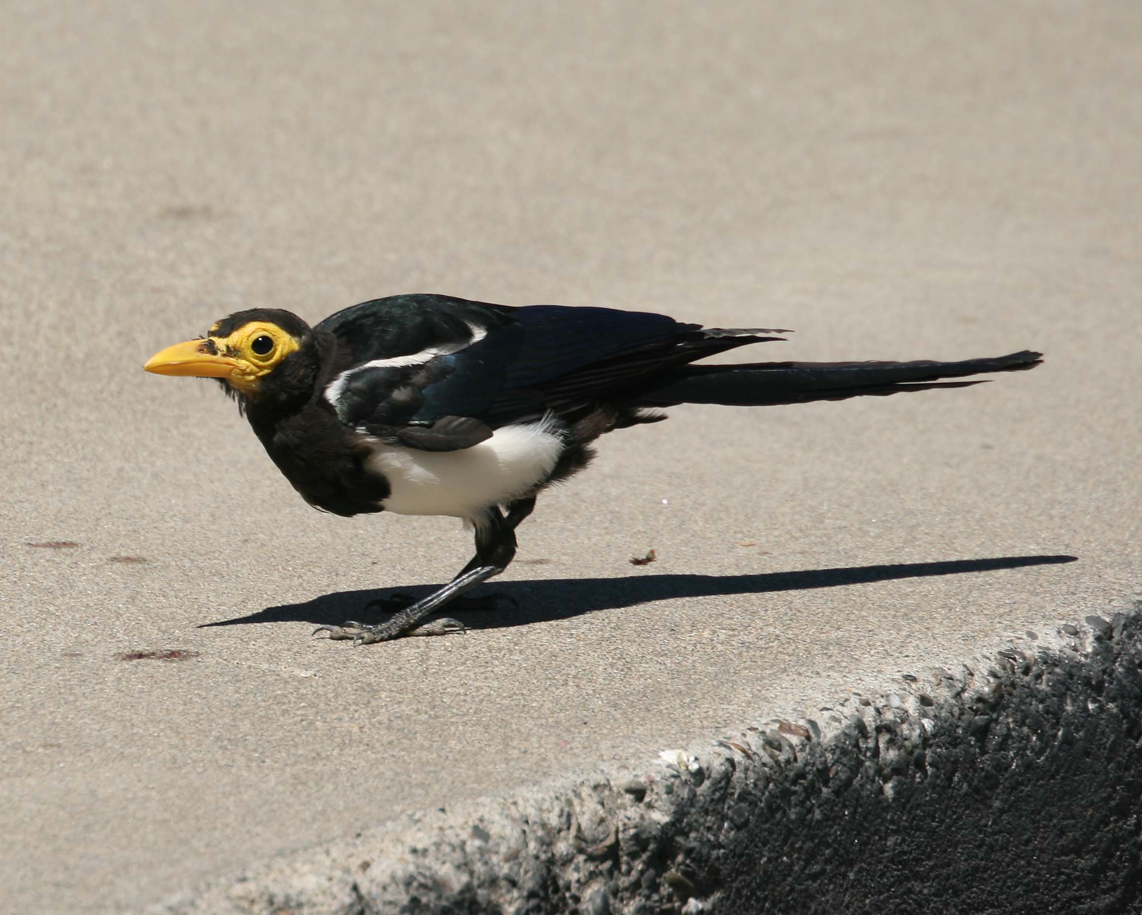 Image of Yellow-billed Magpie