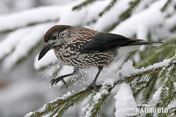 Image of Spotted Nutcracker