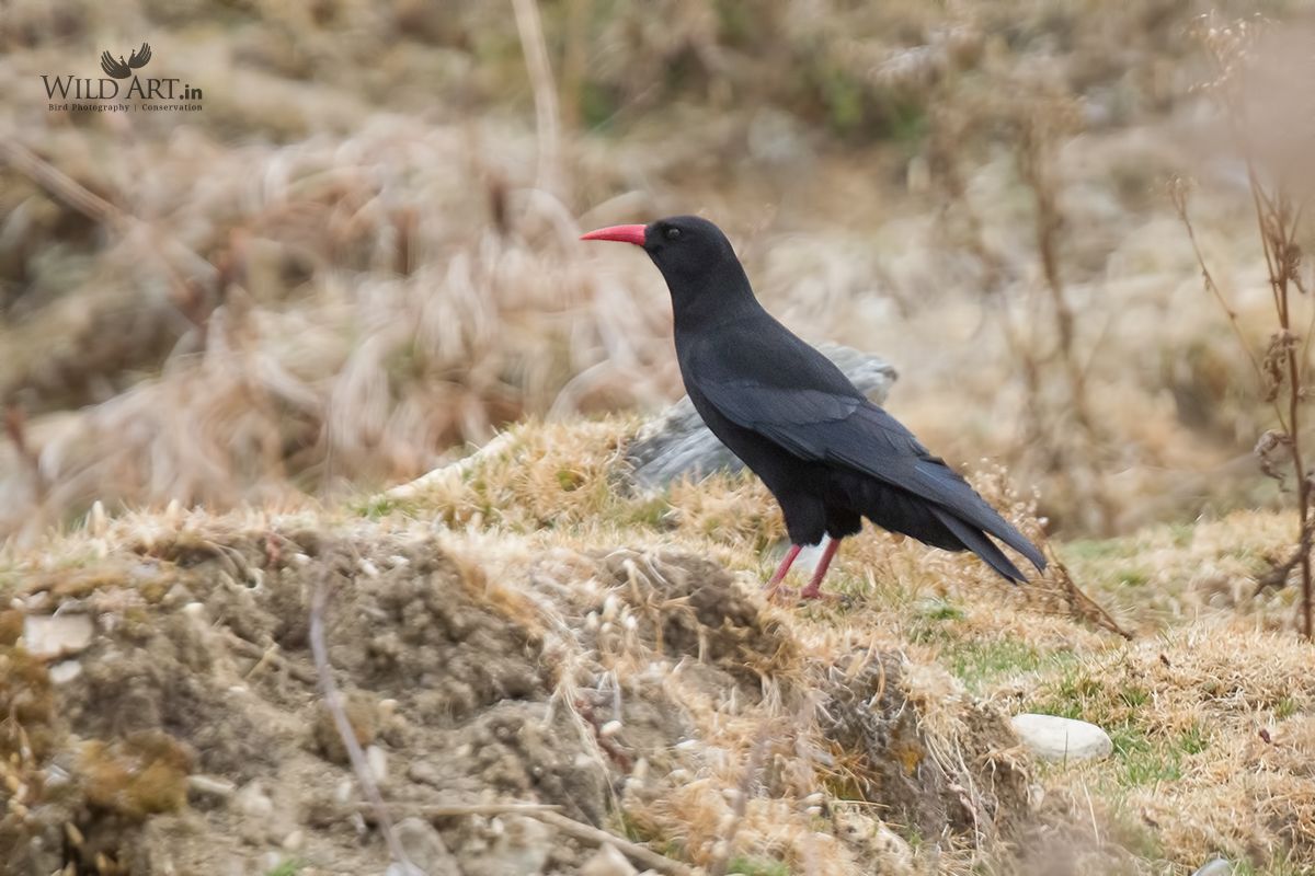 Image of Red-billed Chough