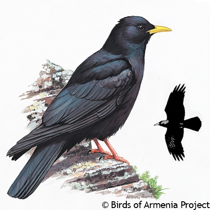 Image of Yellow-billed Chough