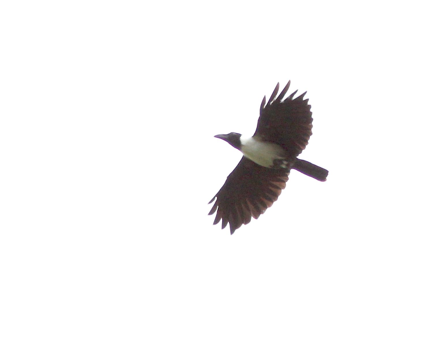 Image of Piping Crow