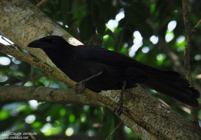 Image of Bougainville Crow