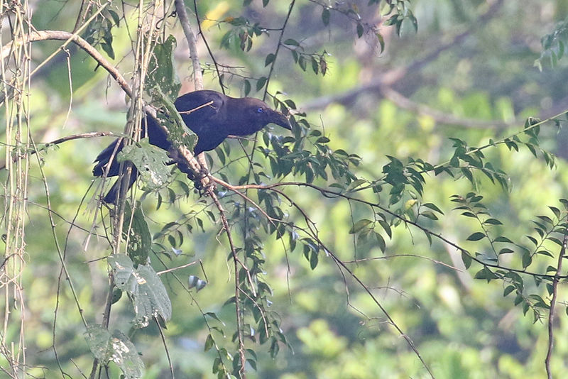 Image of Brown-headed Crow