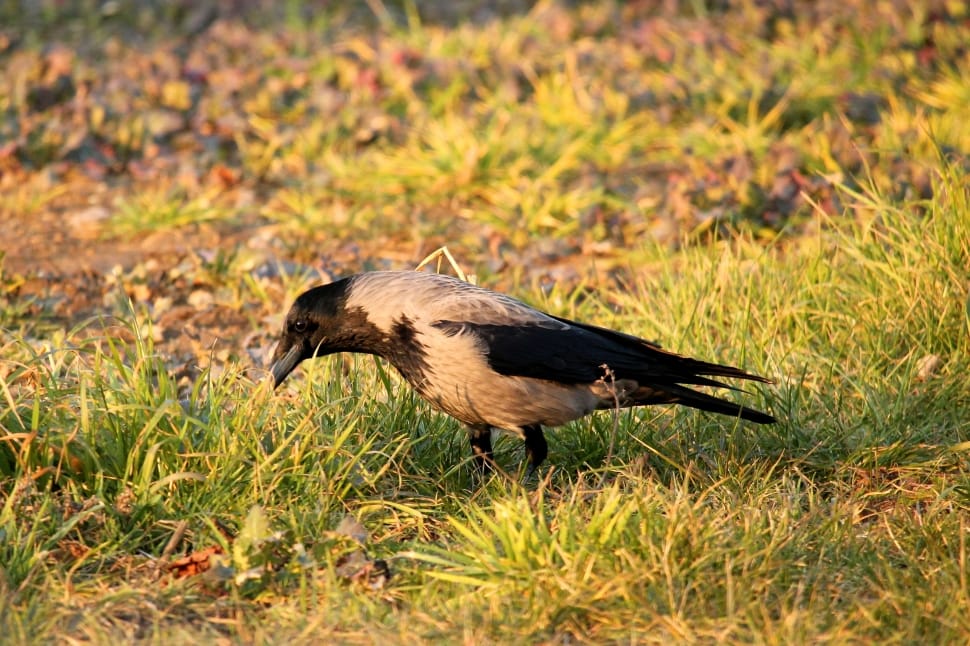 Image of Grey Crow