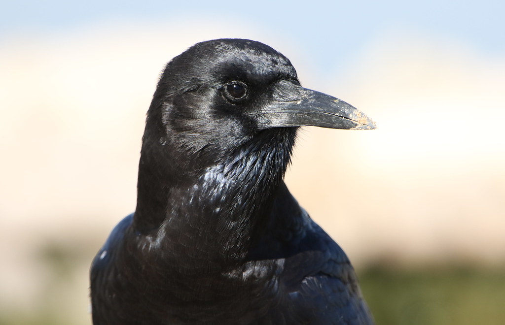 Image of Cape Crow