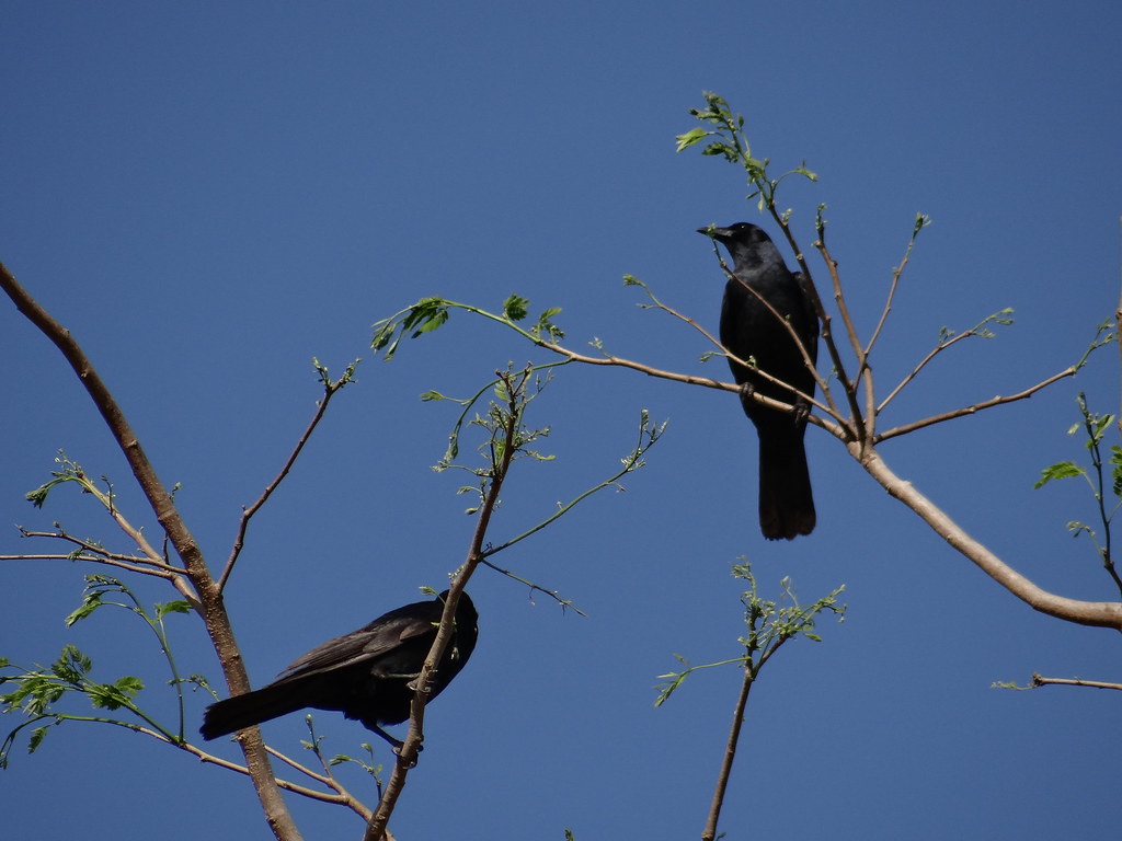 Image of Sinaloa Crow