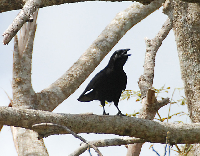 Image of Palm Crow