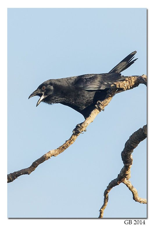 Image of Cuban Palm Crow
