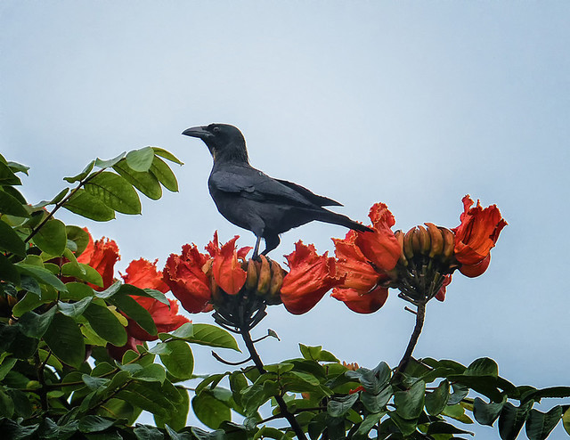 Image of Jamaican Crow