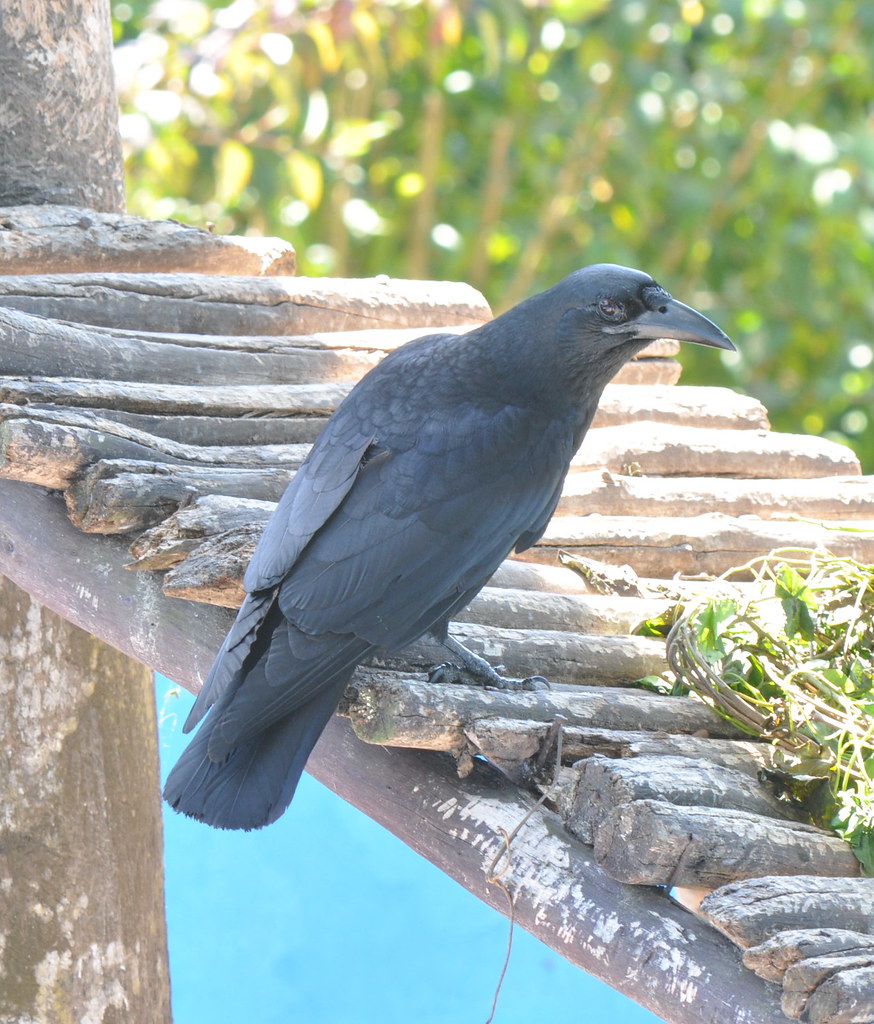 Image of Cuban Crow