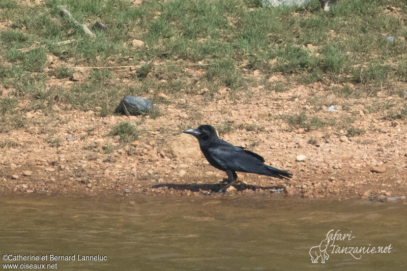 Image of Eastern Jungle Crow