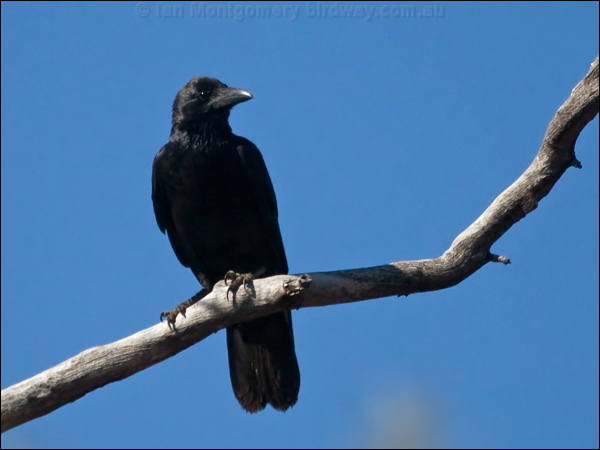 Image of Little Crow
