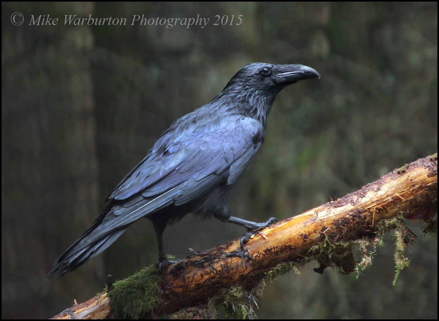 Image of Forest Raven