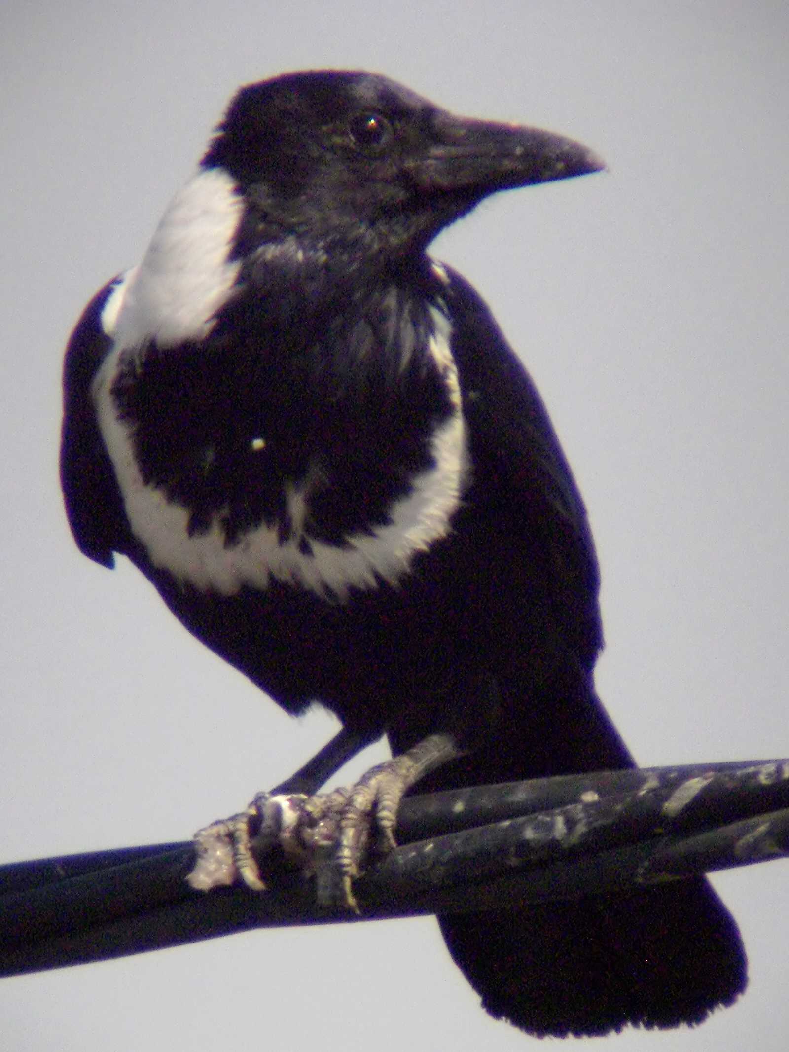 Image of Collared Crow