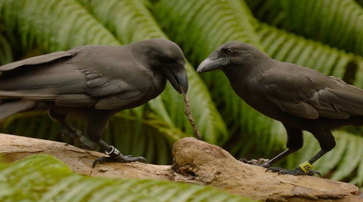 Image of Hawaiian Crow
