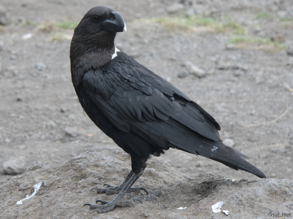 Image of Pied Crow