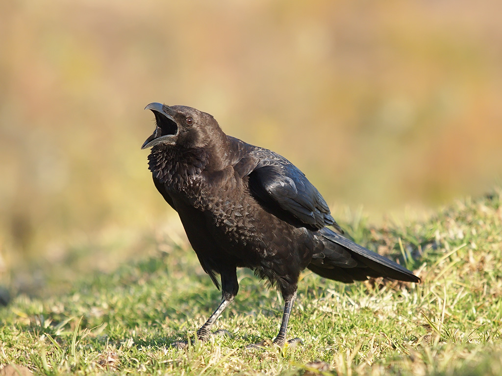 Image of Somali Crow