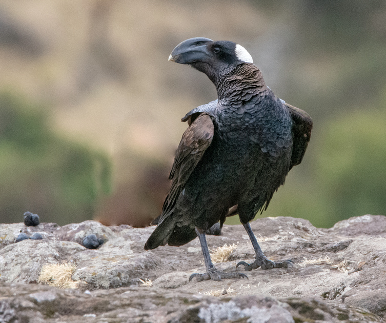 Image of Thick-billed Raven