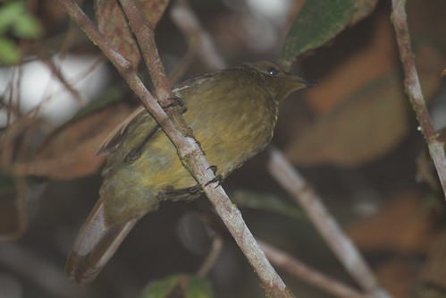 Image of Yellow Satinbird