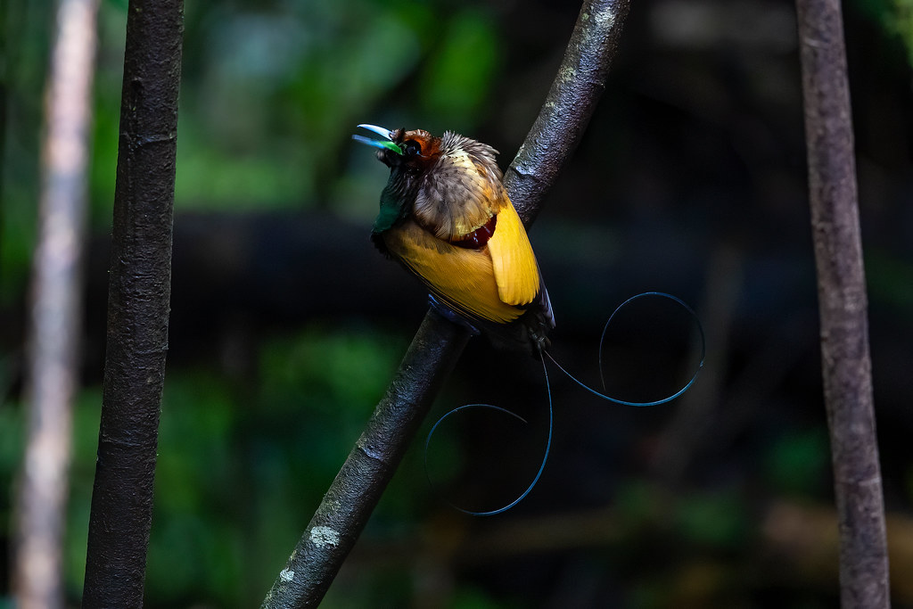 Image of Magnificent Bird-of-paradise