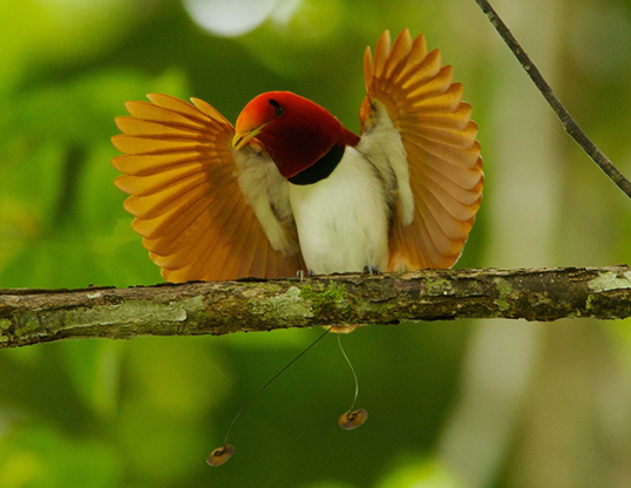 Image of King Bird-of-paradise