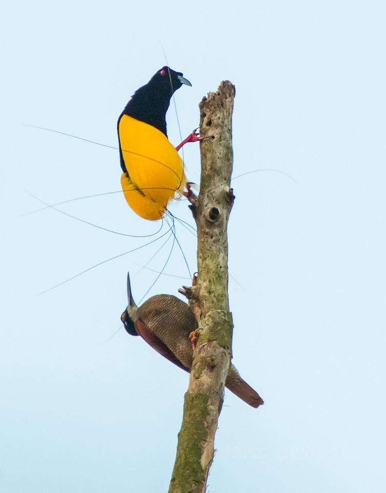 Image of Twelve-wired Bird-of-paradise