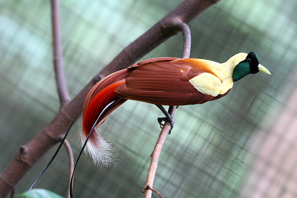Image of Red Bird-of-paradise