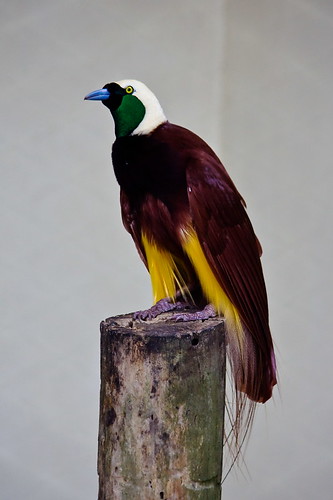 Image of Greater Bird-of-paradise